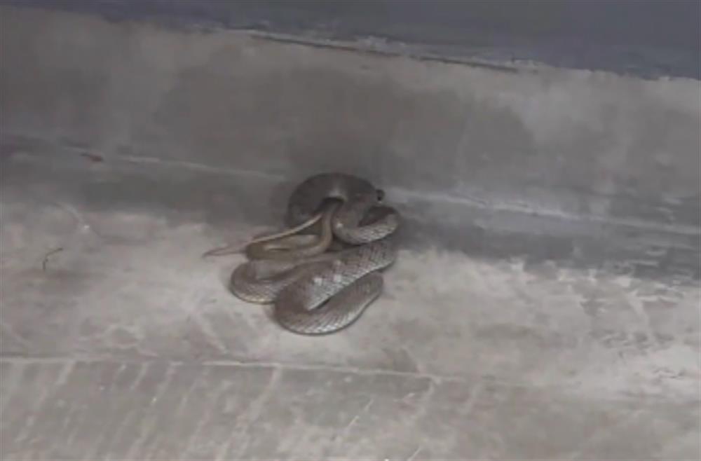 ΦΙΔΙ - ΘΕΣΣΑΛΟΝΙΚΗ ΦΙΔΙ - ΘΕΣΣΑΛΟΝΙΚΗ