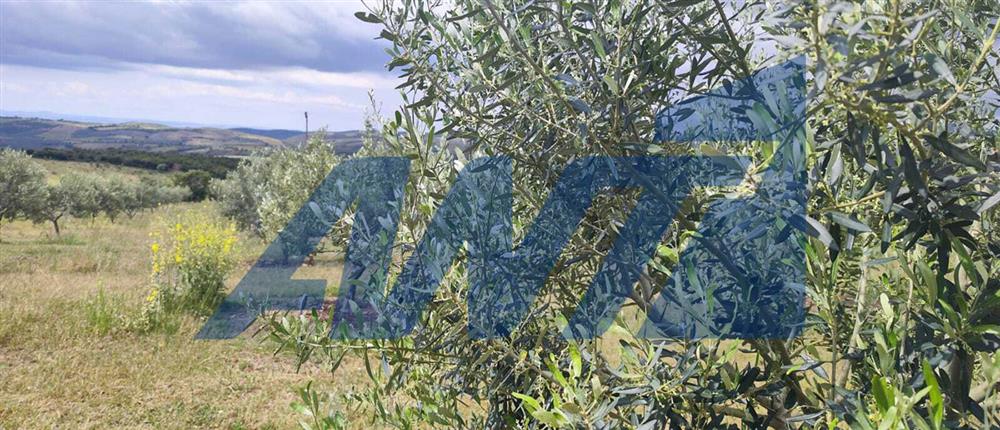 Χαλκιδική: Καταστροφικό χαλάζι στα Βράσταμα Χαλκιδική: Καταστροφικό χαλάζι στα Βράσταμα