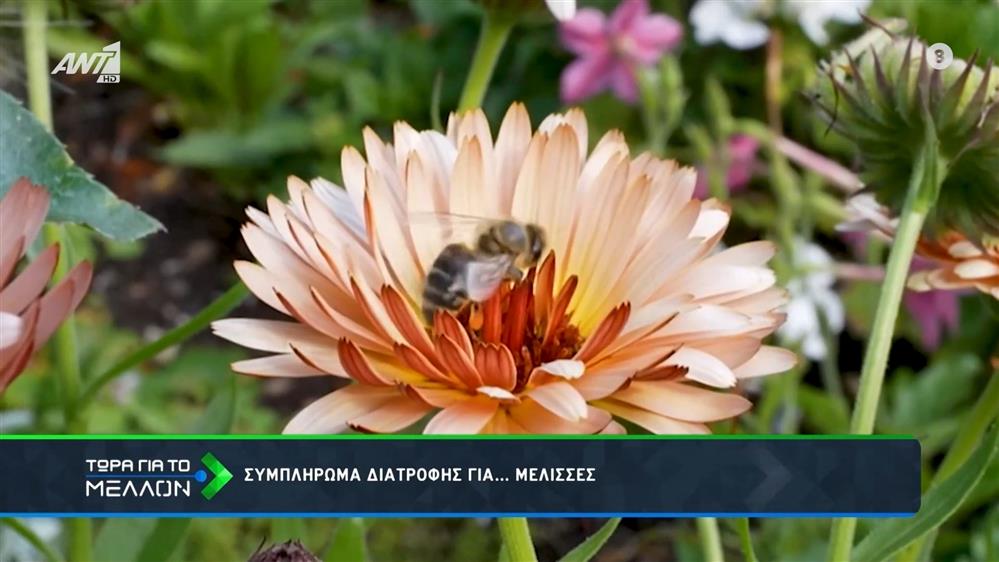 Συμπλήρωμα διατροφής - superfood- για τις μέλισσες