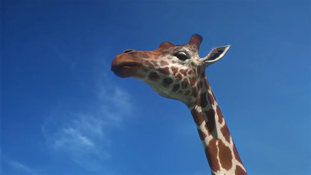 Ελέφαντες - ζώα - επικίνδυνα αθλήματα Ελέφαντες - ζώα - επικίνδυνα αθλήματα