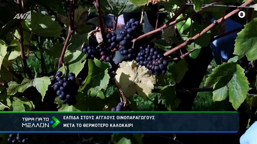 Ξηρασία και βρετανικό κρασί