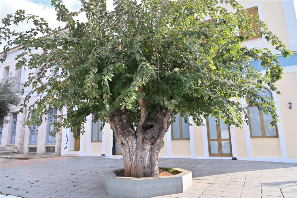 αιωνόβιο δέντρο - μουριά αιωνόβιο δέντρο - μουριά