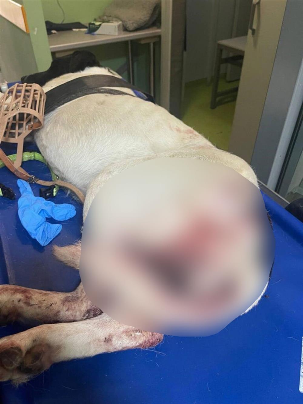 Σκύλος αίματα Σκύλος αίματα