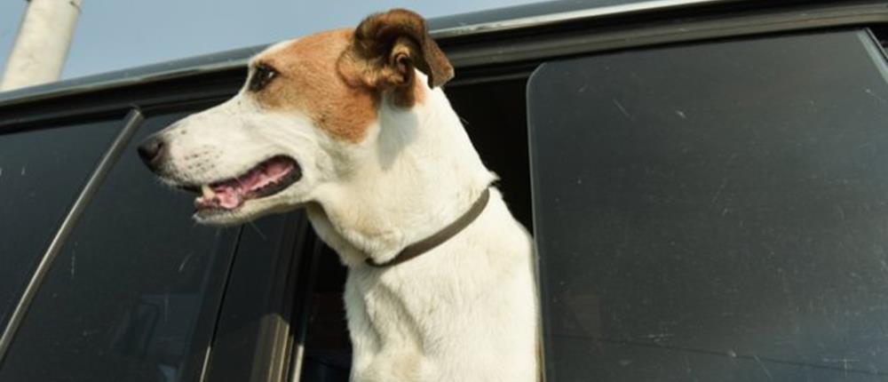 σκύλος - αυτοκίνητο σκύλος - αυτοκίνητο