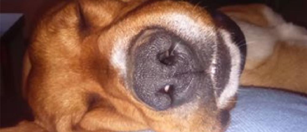 σκυλί - ύπνος - όνειρα - Όσκαρ σκυλί - ύπνος - όνειρα - Όσκαρ