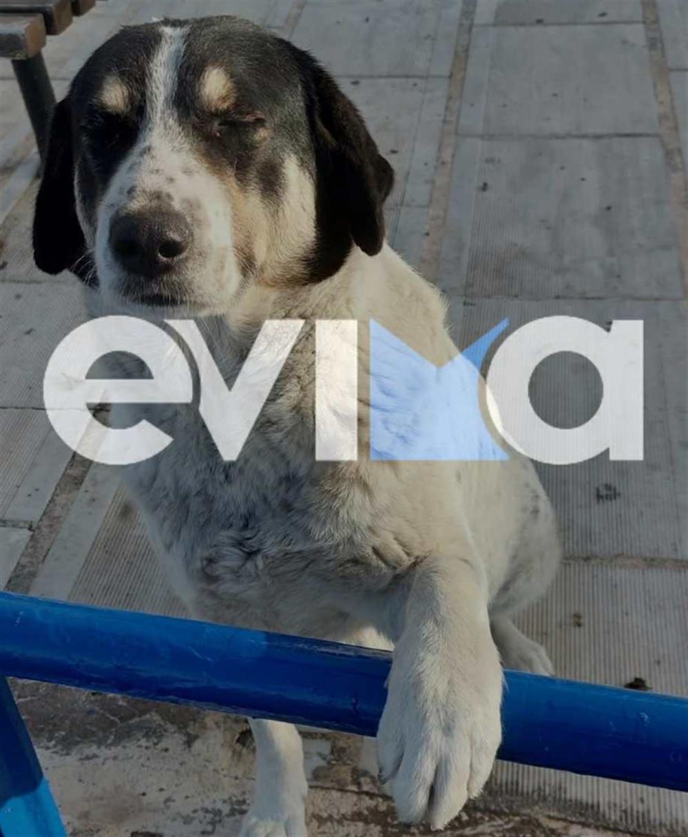 Σκύλος - Εύβοια