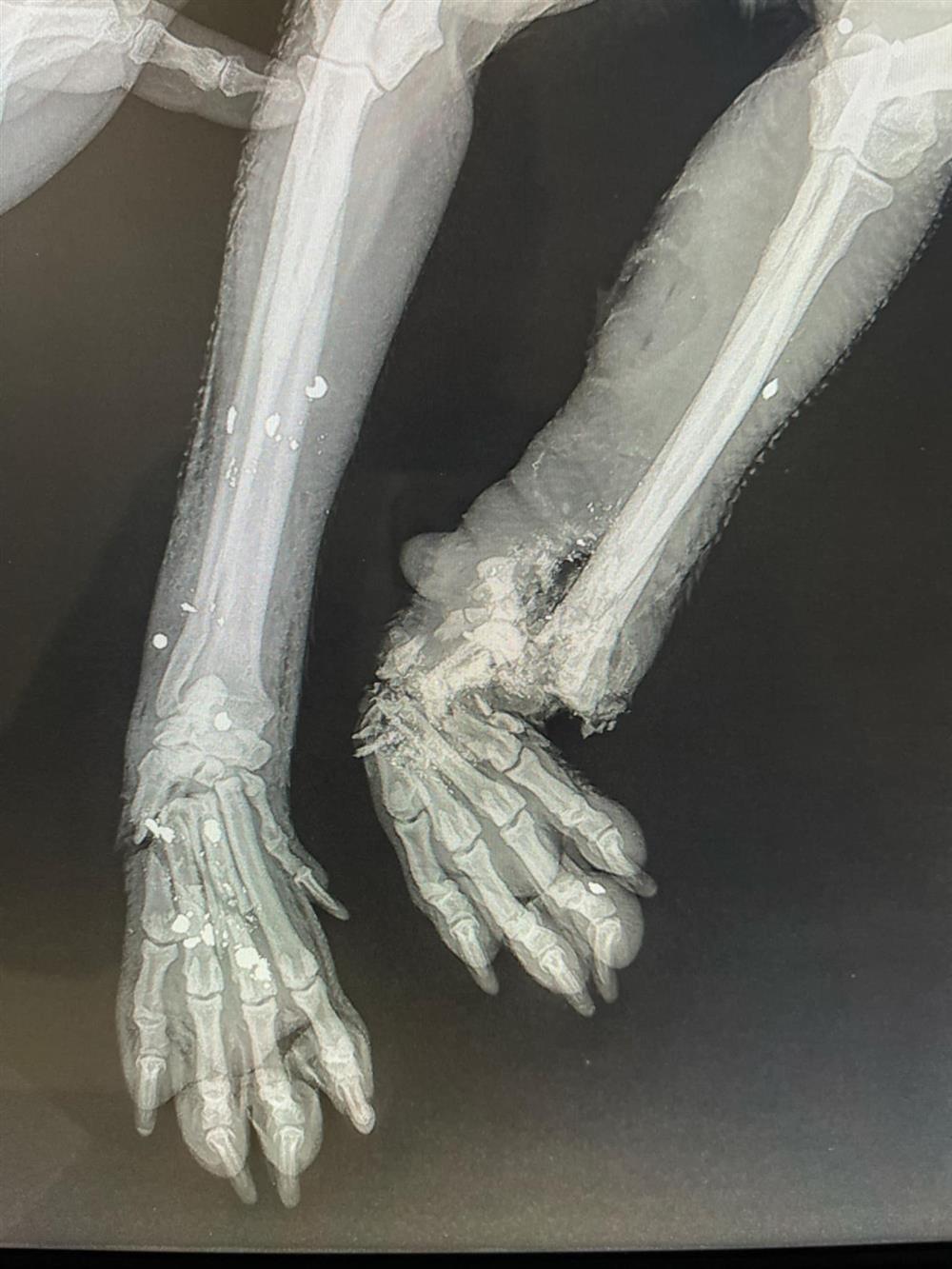 Ηράκλειο - Κακοποίηση - ζώου