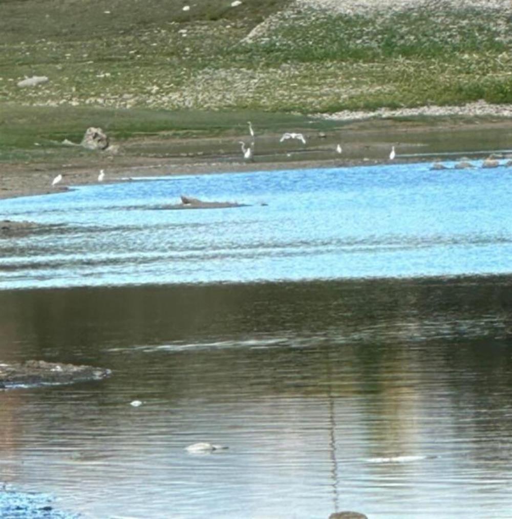 Πτολεμαιδα - νεκρά ψάρια Πτολεμαιδα - νεκρά ψάρια