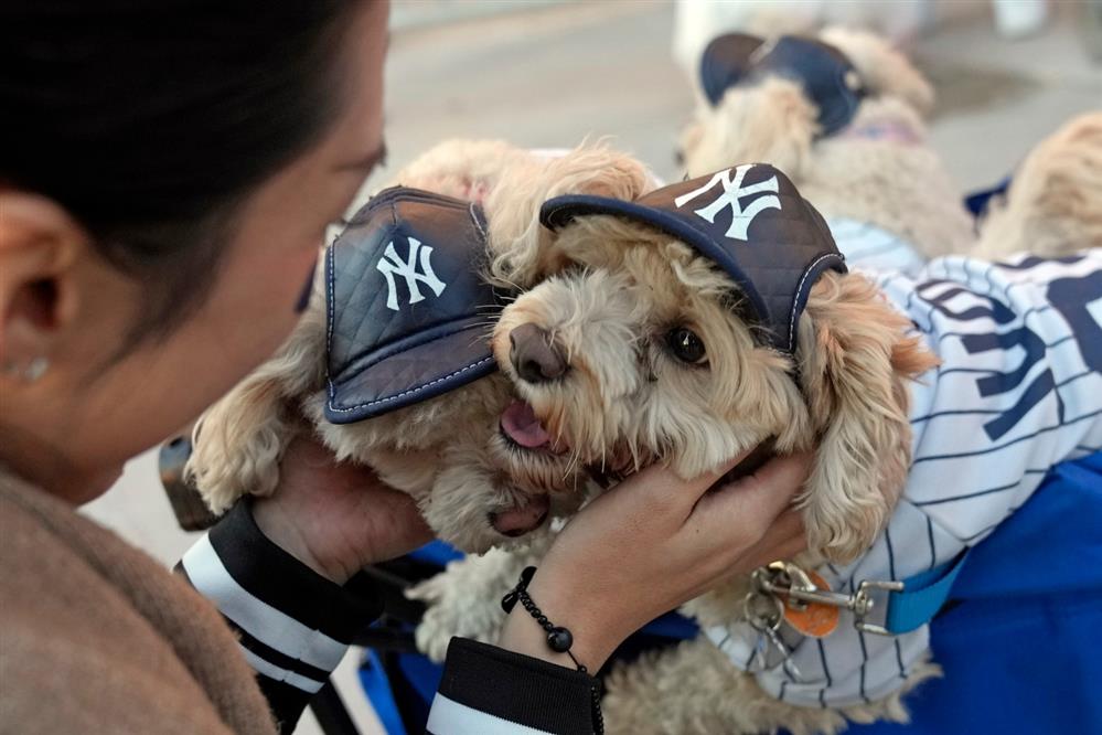 Ζώα - συντροφιάς