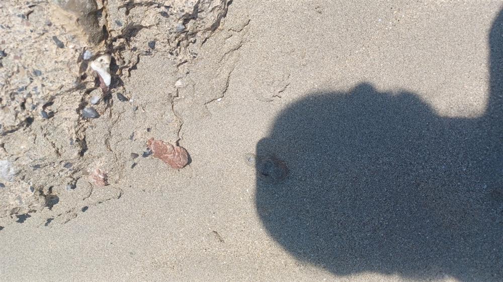 Χελωνάκια - κρήτη - φωλιές - νεκρά χελωνάκια