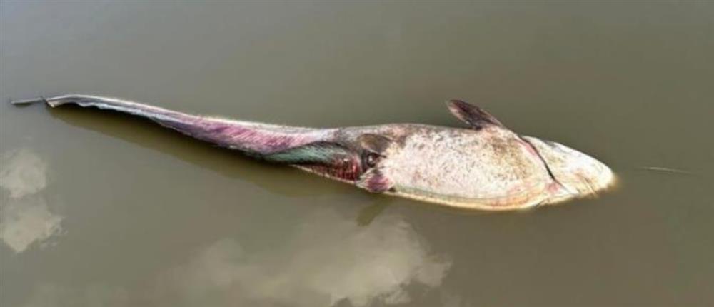 Πτολεμαιδα - νεκρά ψάρια Πτολεμαιδα - νεκρά ψάρια