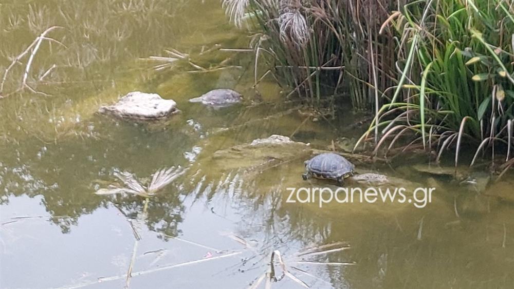 ΧΑΝΙΑ - ΝΕΚΡΕΣ ΧΕΛΩΝΕΣ - ΣΚΟΥΠΙΔΙΑ