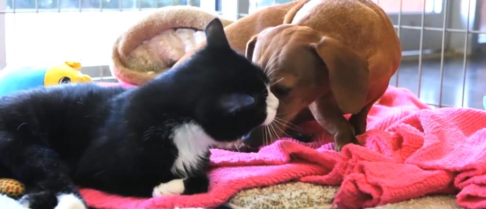 Σκύλος - Γάτα - Φιλία Σκύλος - Γάτα - Φιλία