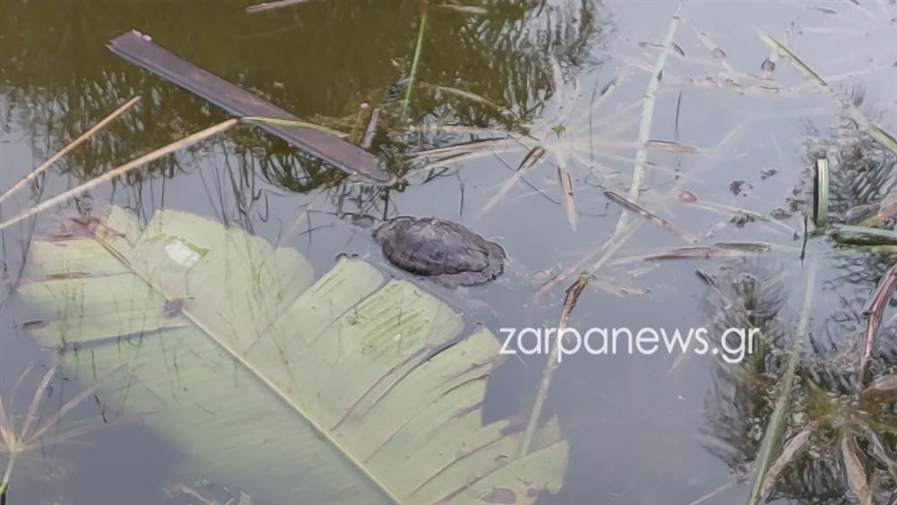 ΧΑΝΙΑ - ΝΕΚΡΕΣ ΧΕΛΩΝΕΣ - ΣΚΟΥΠΙΔΙΑ