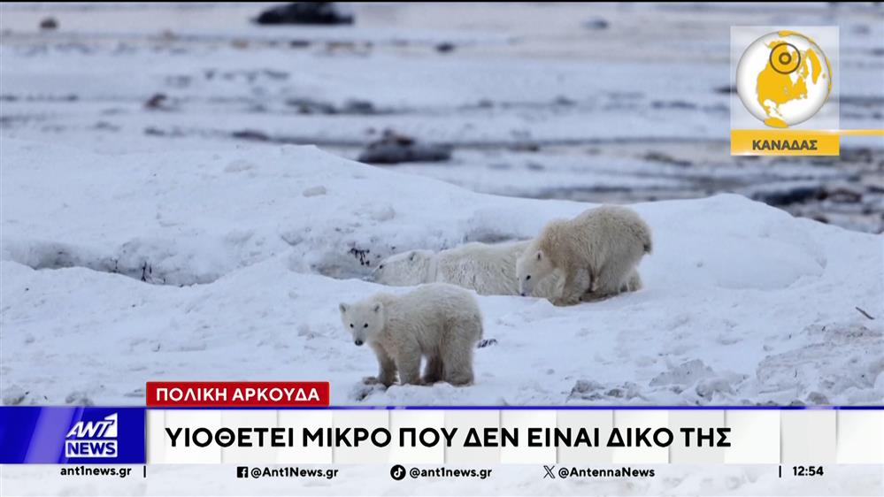 Κίνα: Κατοικίδια κάνουν κατάδυση μαζί με τους ιδιοκτήτες τους