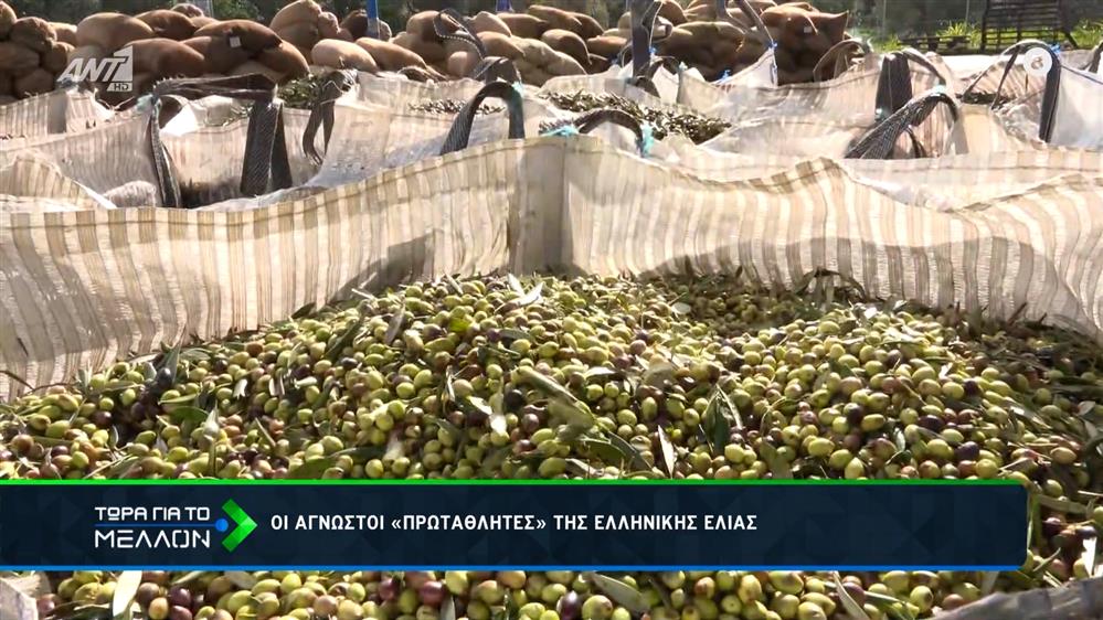 Οι άγνωστοι «πρωταθλητές» της ελληνικής ελιάς