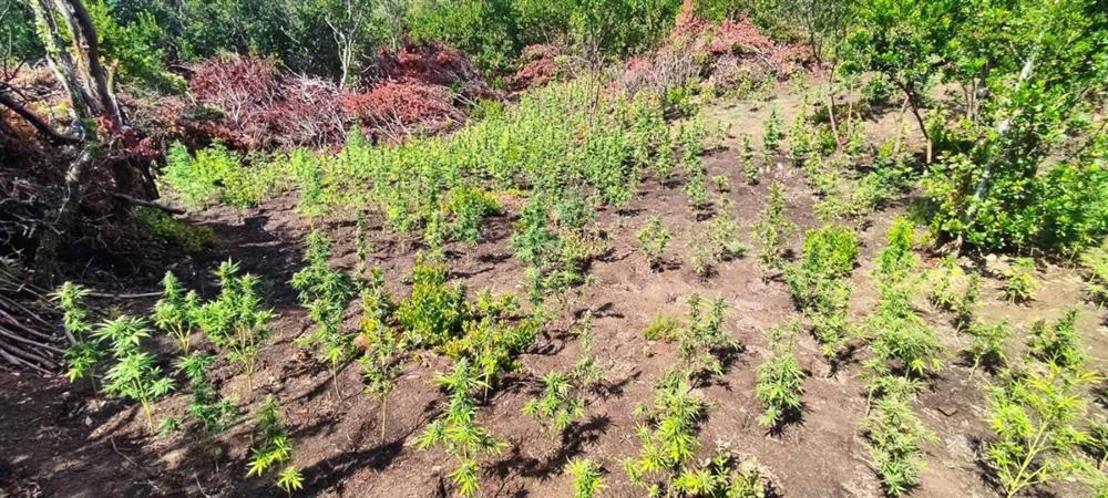 ΑΙΤΩΛΟΑΚΑΡΝΑΝΙΑ - ΝΑΡΚΩΤΙΚΑ ΑΙΤΩΛΟΑΚΑΡΝΑΝΙΑ - ΝΑΡΚΩΤΙΚΑ