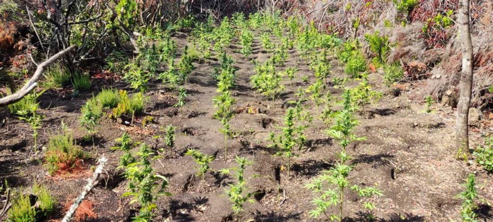 ΑΙΤΩΛΟΑΚΑΡΝΑΝΙΑ - ΝΑΡΚΩΤΙΚΑ ΑΙΤΩΛΟΑΚΑΡΝΑΝΙΑ - ΝΑΡΚΩΤΙΚΑ