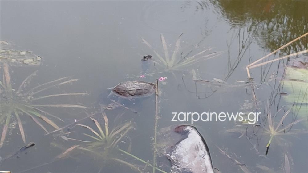 ΧΑΝΙΑ - ΝΕΚΡΕΣ ΧΕΛΩΝΕΣ - ΣΚΟΥΠΙΔΙΑ