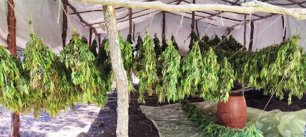 ΑΙΤΩΛΟΑΚΑΡΝΑΝΙΑ - ΝΑΡΚΩΤΙΚΑ ΑΙΤΩΛΟΑΚΑΡΝΑΝΙΑ - ΝΑΡΚΩΤΙΚΑ