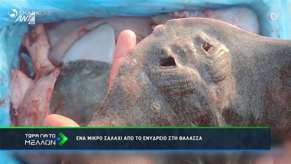 Ένα μικρό σαλάχι από το ενυδρείο... στη θάλασσα