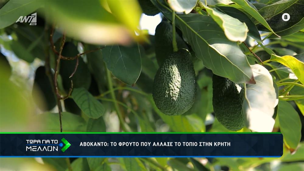 Αβοκάντο: Το φρούτο που άλλαξε το τοπίο στην Κρήτη  
