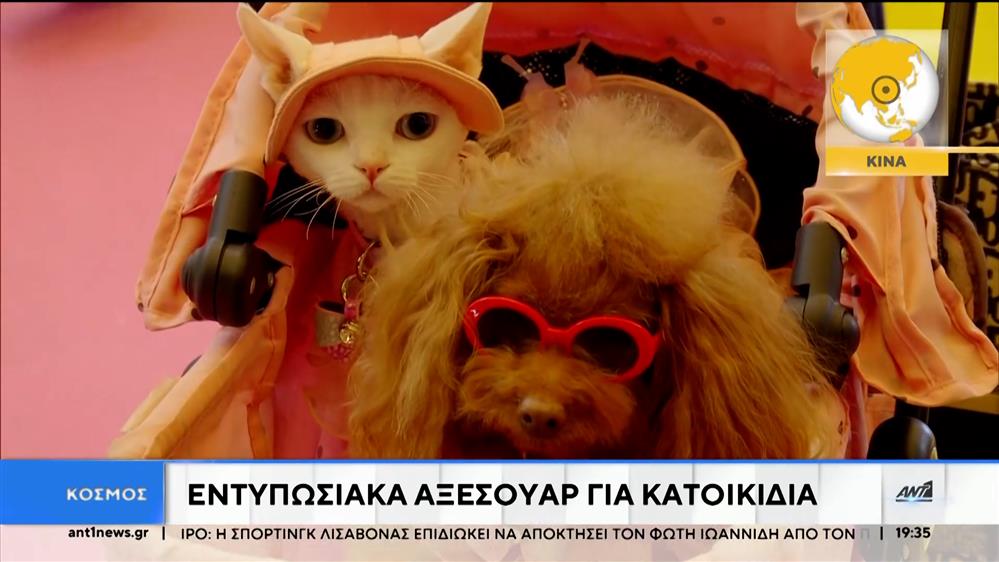 Εντυπωσιακά αξεσουάρ για κατοικίδια