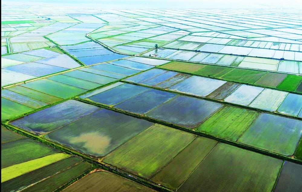 Ορυζώνας - ορυζοκαλλιέργεια Ορυζώνας - ορυζοκαλλιέργεια