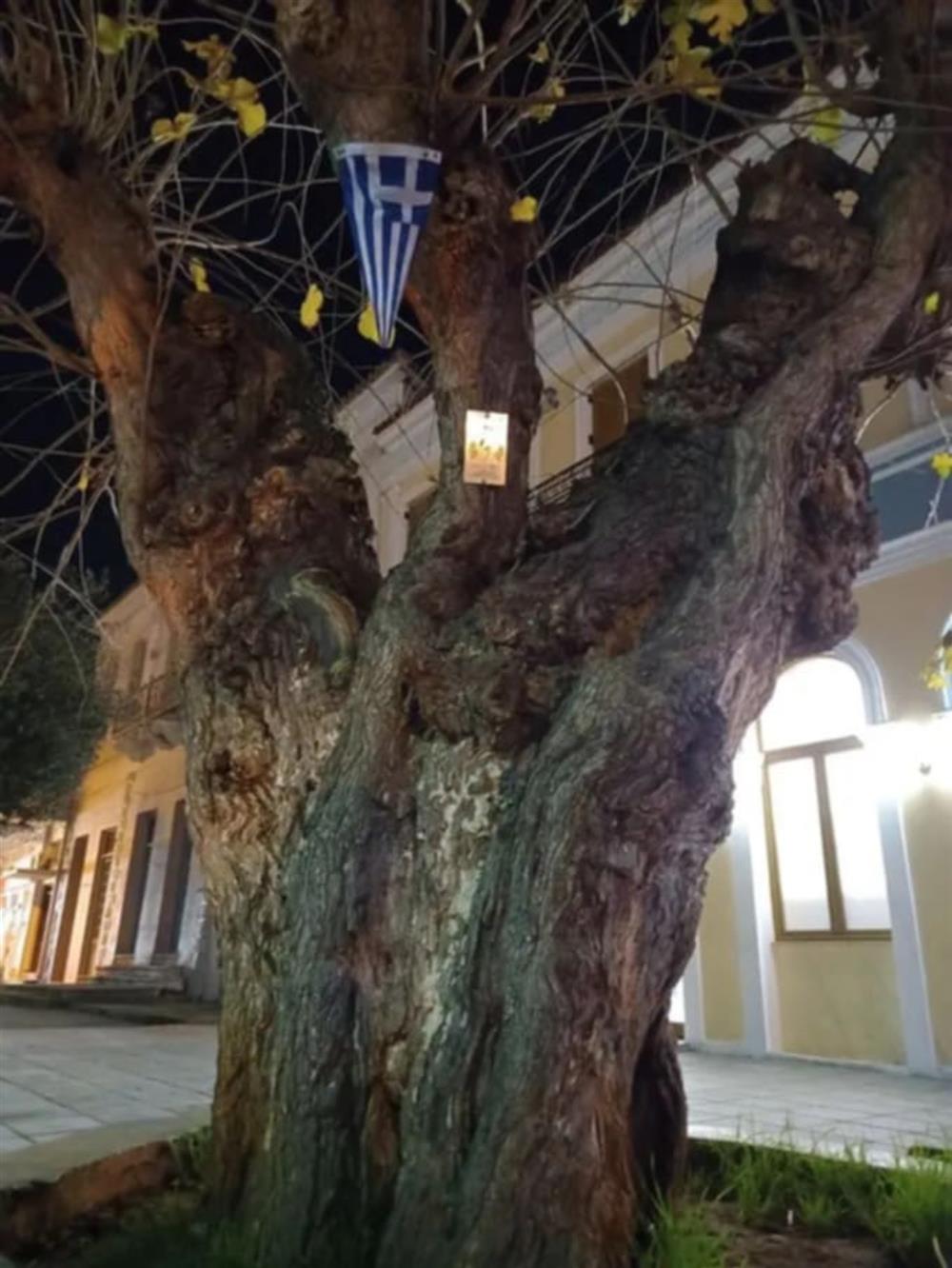 αιωνόβιο δέντρο - μουριά αιωνόβιο δέντρο - μουριά