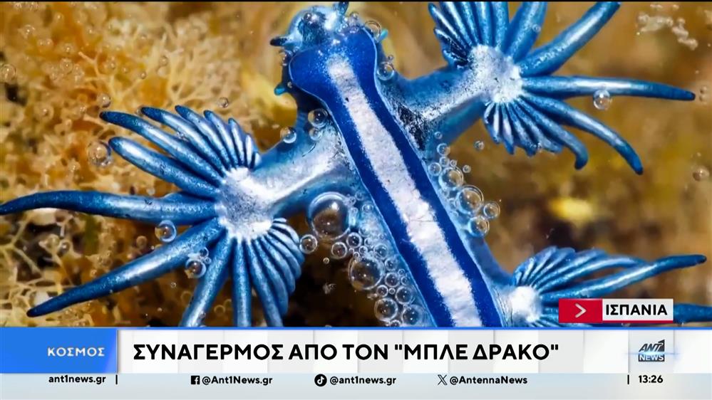 «Μπλε Δράκοι»: Σε επιφυλακή η Ισπανία για τα μικροσκοπικά, αλλά επικίνδυνα θαλάσσια πλάσματα 

