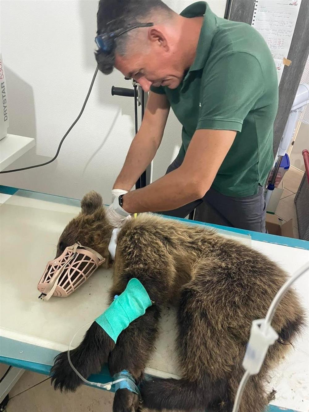 Αρκούδος - Αρκτούρος - Θεσσαλονίκη - Αρκούδα Αρκούδος - Αρκτούρος - Θεσσαλονίκη - Αρκούδα