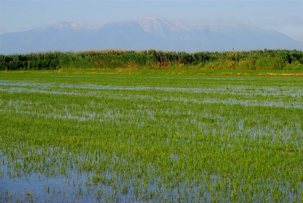 Ορυζώνας - ορυζοκαλλιέργεια Ορυζώνας - ορυζοκαλλιέργεια