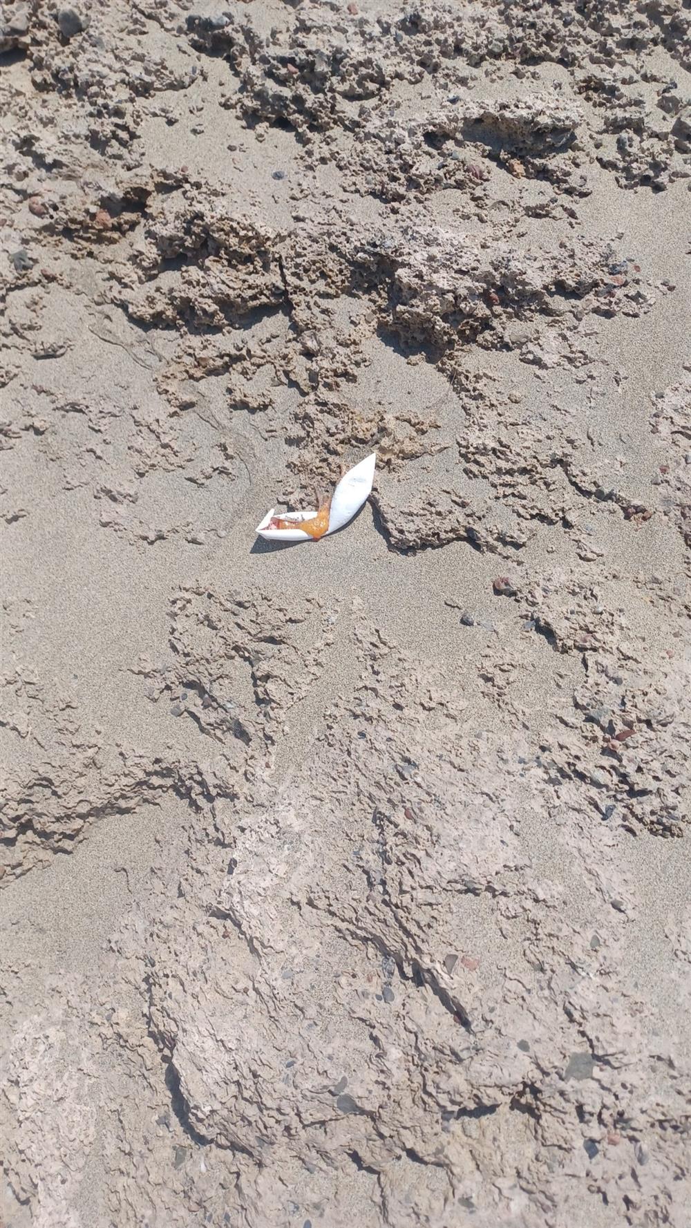 Χελωνάκια - κρήτη - φωλιές - νεκρά χελωνάκια