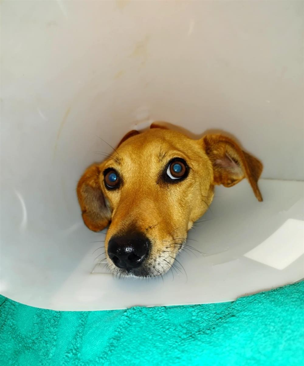 Ηράκλειο - Κακοποίηση - ζώου