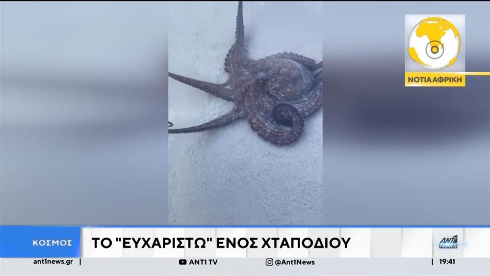 Viral έχουν γίνει στο διαδίκτυο, οι εικόνες από ένα χταπόδι στη Νότιο Αφρική