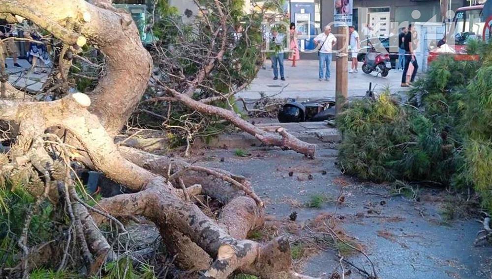 Κρήτη - Δέντρο καταπλάκωσε - μηχανή