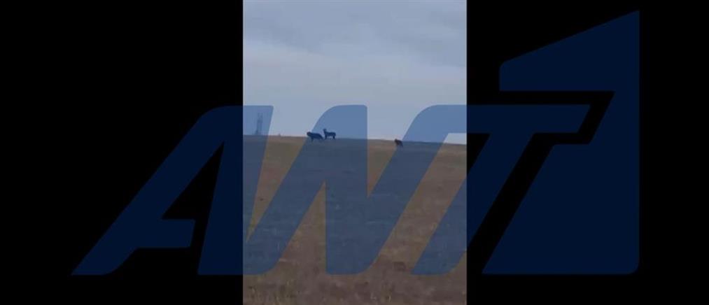 Ξάνθη: Αγέλη λύκων πέρασε μπροστά από εκκλησία χωριού (βίντεο)