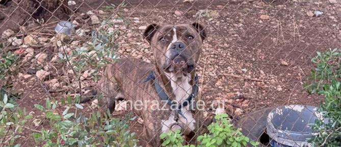 Ζάκυνθος: Συνελήφθησαν οι γονείς του 2χρονου αγοριού που πέθανε μετά από επίθεση σκύλου