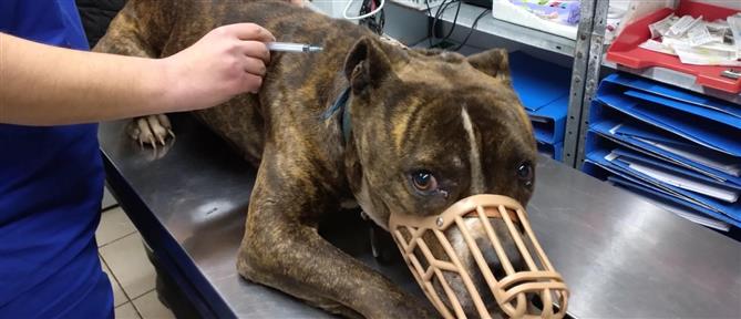 Στο ΔΙΚΕΠΑΖ ο σκύλος που σκότωσε το αγοράκι στη Ζάκυνθο